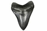 Dark-Grey, Fossil Megalodon Tooth - South Carolina #182967-1